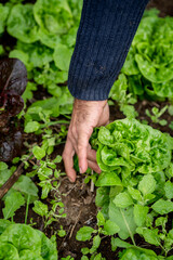 hands of a farmer picking a lettuce from the field. close up