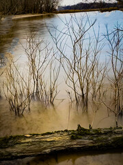 tree in the water