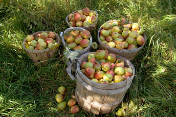 Pear harvest in August in Grand Isle, Vermont.