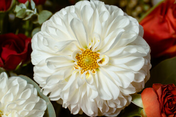 dhalias mexicanas en colores vibrantes