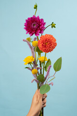  dhalias mexicanas en colores vibrantes 