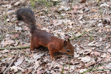 Naklejka na ściany i meble Cute red squirrel in the forest