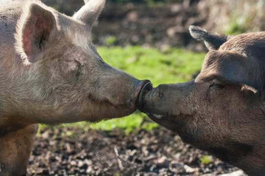 Happy San Valentines day