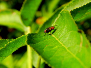 Fly