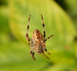 Garden Spider