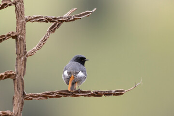 The black redstart male (Phoenicurus ochruros) small passerine bird.