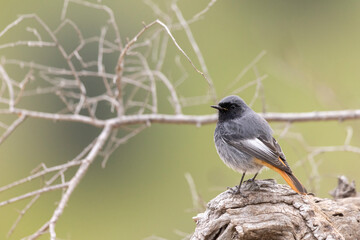 The black redstart male (Phoenicurus ochruros) small passerine bird.