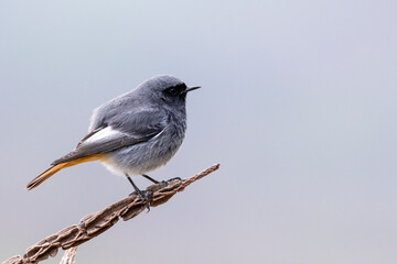 The black redstart male (Phoenicurus ochruros) small passerine bird.