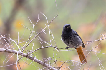 The black redstart male (Phoenicurus ochruros) small passerine bird.