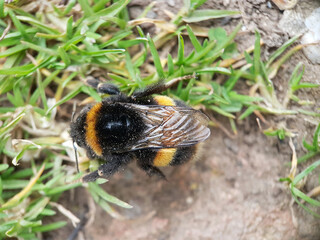 Macro bee in garden spring