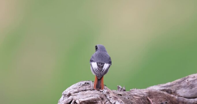 The black redstart male (Phoenicurus ochruros) small passerine bird.
