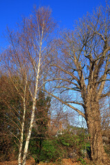 Obraz premium A beautiful winter woodland scene