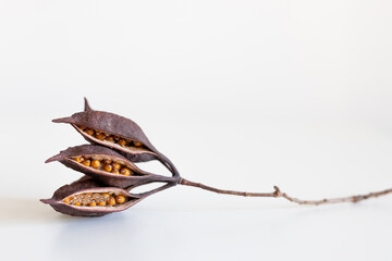 Cluster of seeds heterophyllous Brachychiton populneus eat isolated on white background