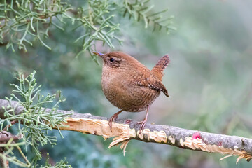 Eurasian wren (Troglodytes troglodytes) or northern wren is a very small insectivorous bird, and the only member of the wren family Troglodytidae found in Eurasia and Africa.