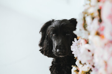 Black spaniel dog with pink flowers