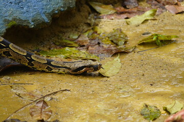 Anaconda snake (Boa constrictor) Boidae family. Amazon rainforest, Brazil