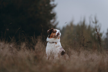 Australian Shepherd dog walking in the fields