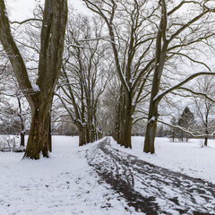 Winter landscape with snow. Snow-covered sycamore alley. Straznice - Czech Republic