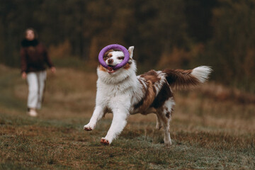 Australian Shepherd dog walking in the fields