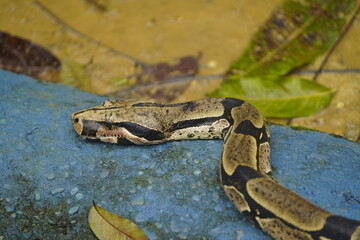 Anaconda snake (Boa constrictor) Boidae family. Amazon rainforest, Brazil