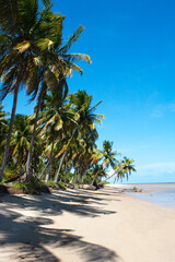Beautiful day at Patacho beach, São Miguel dos Milagres, Alagoas state.