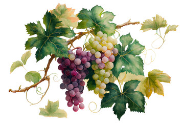 Grape clusters on a white background, watercolor drawing. Generative AI.