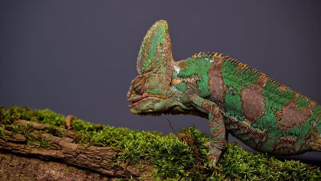 Chameleon catching food with tongue in super slow motion. 4k high quality footage filmed on Nikon z9 cmera