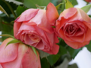 rosa Rose