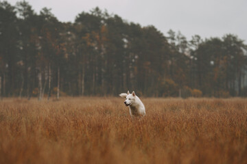 dog in autumn park