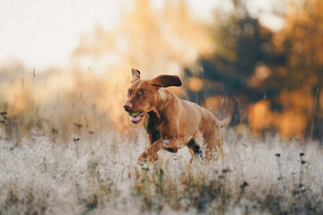 dog in autumn park