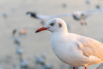 The seagull is standing on the edge of the bridge.