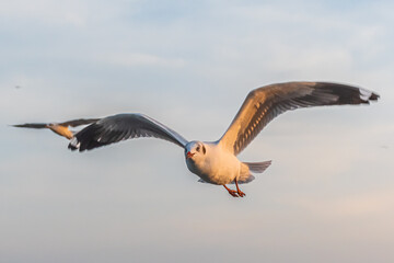 seagull flying high on the wind. flying gull. Seagull flying