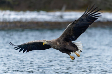 White-tailed eagle (haliaeetus albicilla)