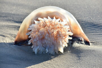 Cannonball jellyfish washed up on beach