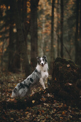 Naklejka na ściany i meble dog in autumn forest