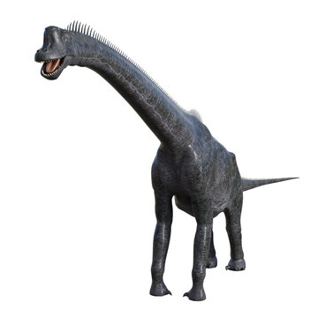 Brachiosaurus dinosaur isolated 3drender