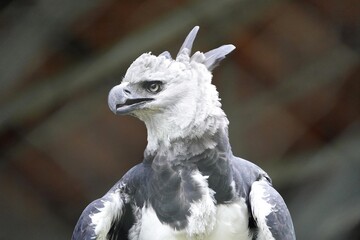 Harpy Eagle, (Harpia harpyja) Accipitridae family. Amazonia, Brazil 