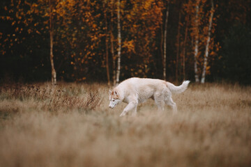 Obraz na płótnie Canvas dog in autumn forest