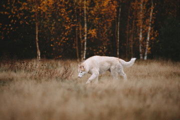 dog in autumn forest