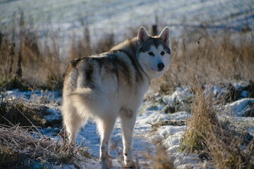wolf dog in winter