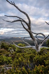 Dead tree in the mountains