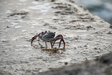 Sally Lightfoot Crab