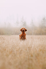 portrait of a irish setter