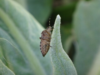 Underside, ventral surface of the sloe bug, hairy shield bug (Dolycoris baccarum) sitting on a pale green leaf