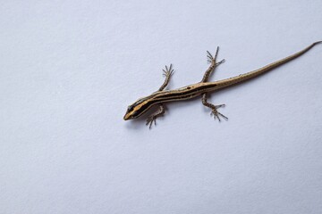 lizard on a white background