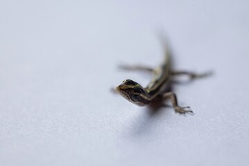 lizard on a white background