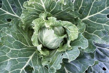 White cabbage in the garden. Fresh ground-cabbage close-up.