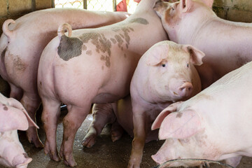 Pigs waiting feed,pig indoor on a farm yard. swine in the stall.Portrait animal. © puwanai8039