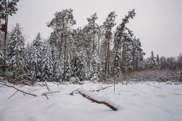 Zima w lesie 