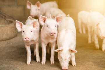 Pigs waiting feed,pig indoor on a farm yard. swine in the stall.Portrait animal. © puwanai8039